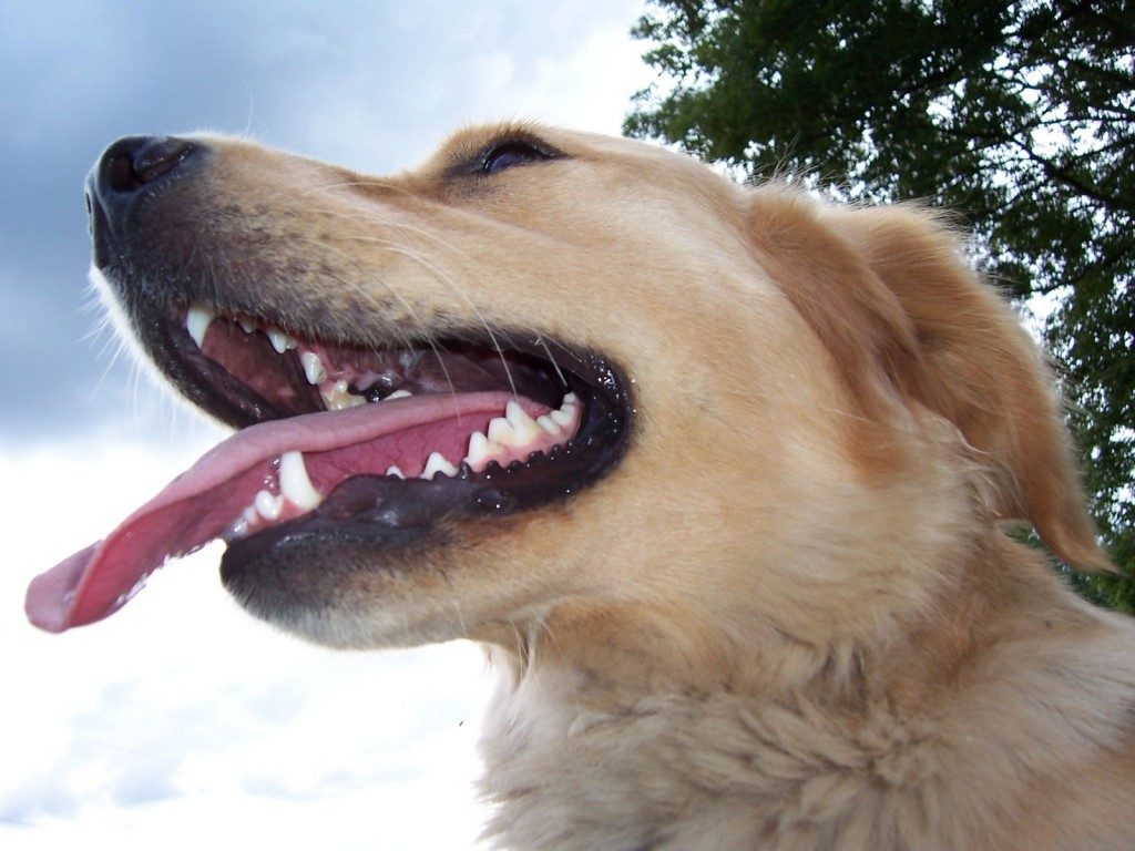 Zahnpflege bei Hund und Katze Tierarztpraxis Westküste