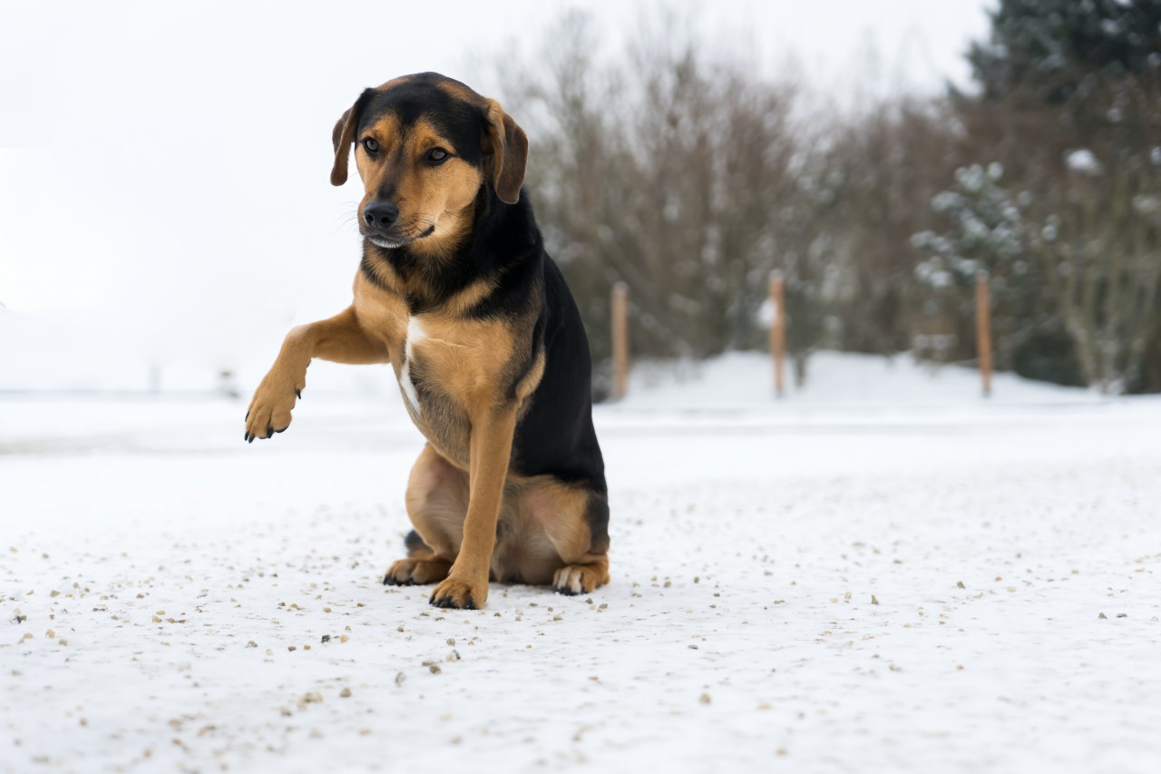 Hund Tierarztpraxis Westküste