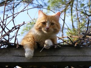 Katze auf Dach