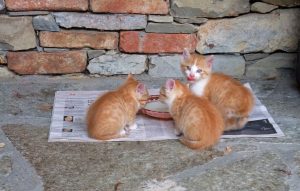 Fressende Katzen