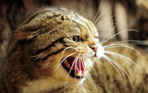 aggressive Katze
