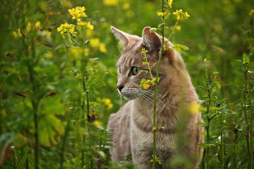 Ab 1. Juli 1026 gilt die landesweite Katzenschutzverordnung für Schleswig-Holstein